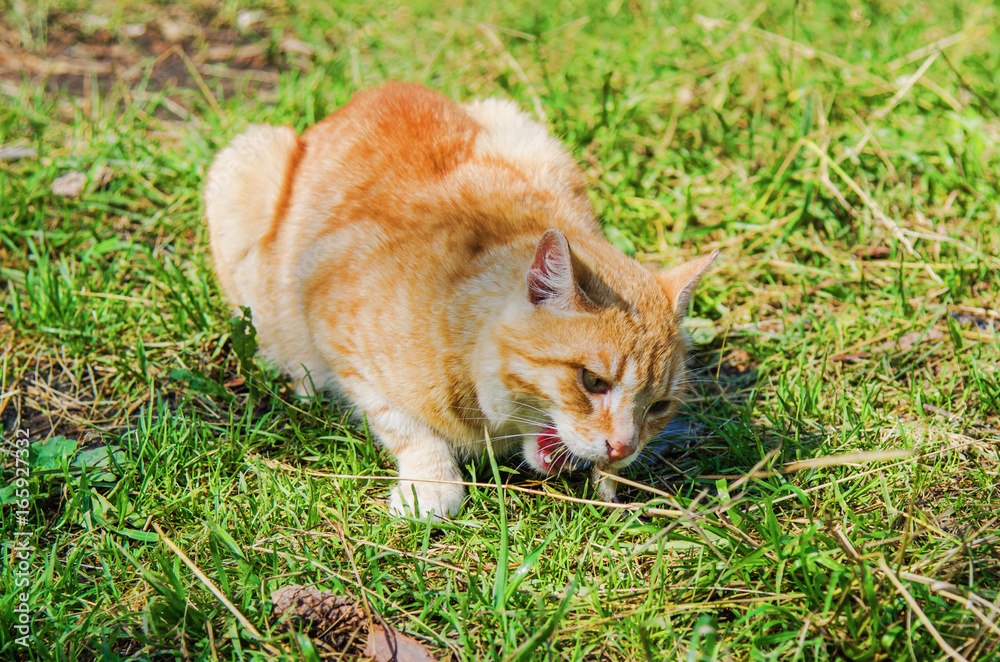 wild red cat