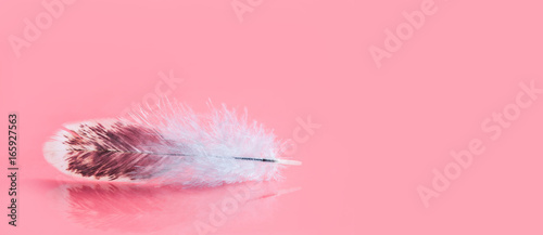 Fluffy colorful feather on pink background. Beautiful fluffy bird plumage pattern. Shallow depth of field selective focus. Copy space.