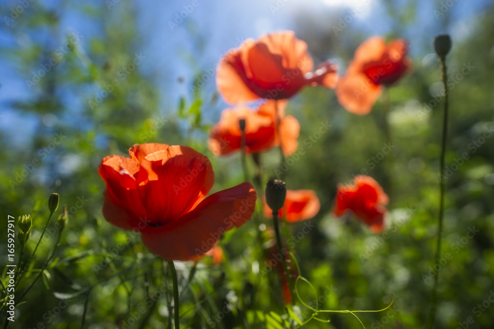 red poppy red poppy