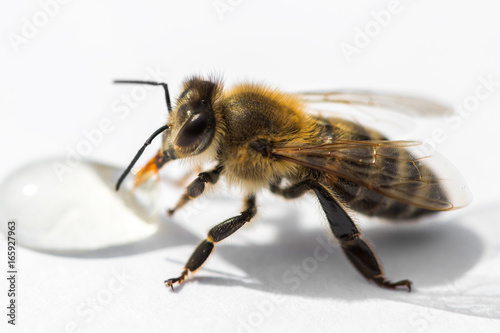 Macro image of a bee on a light surface drinking a honey drop from a hive © photografiero