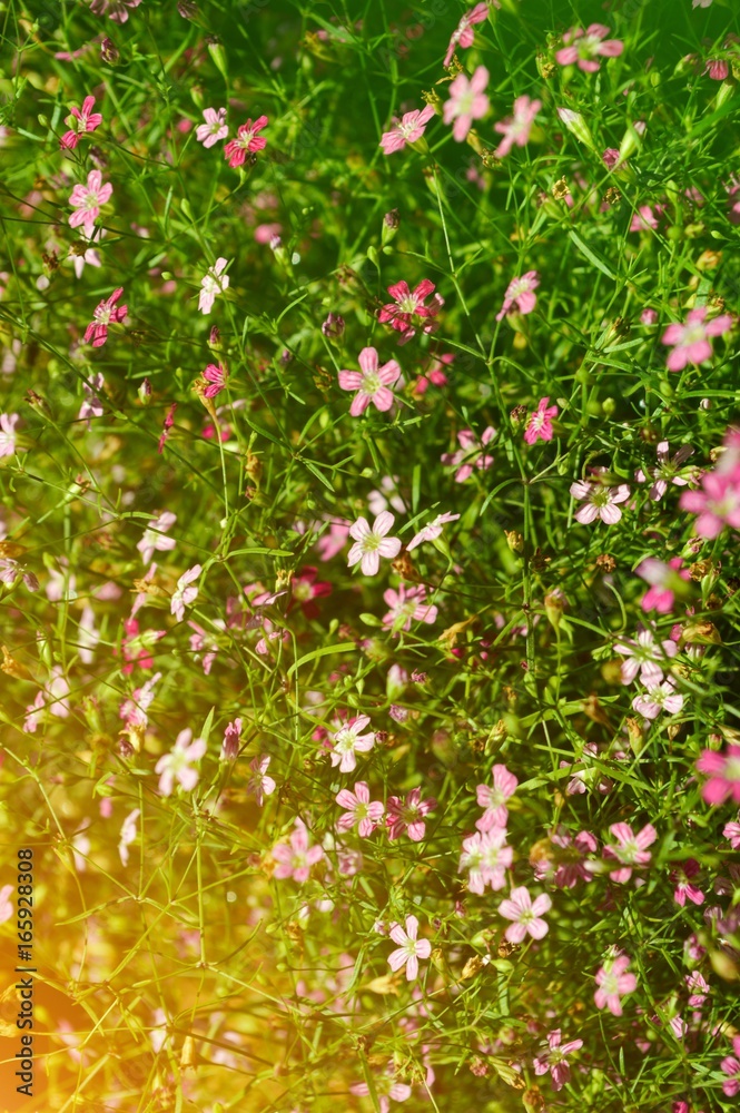 gypsophila paniculata flower in nature garden