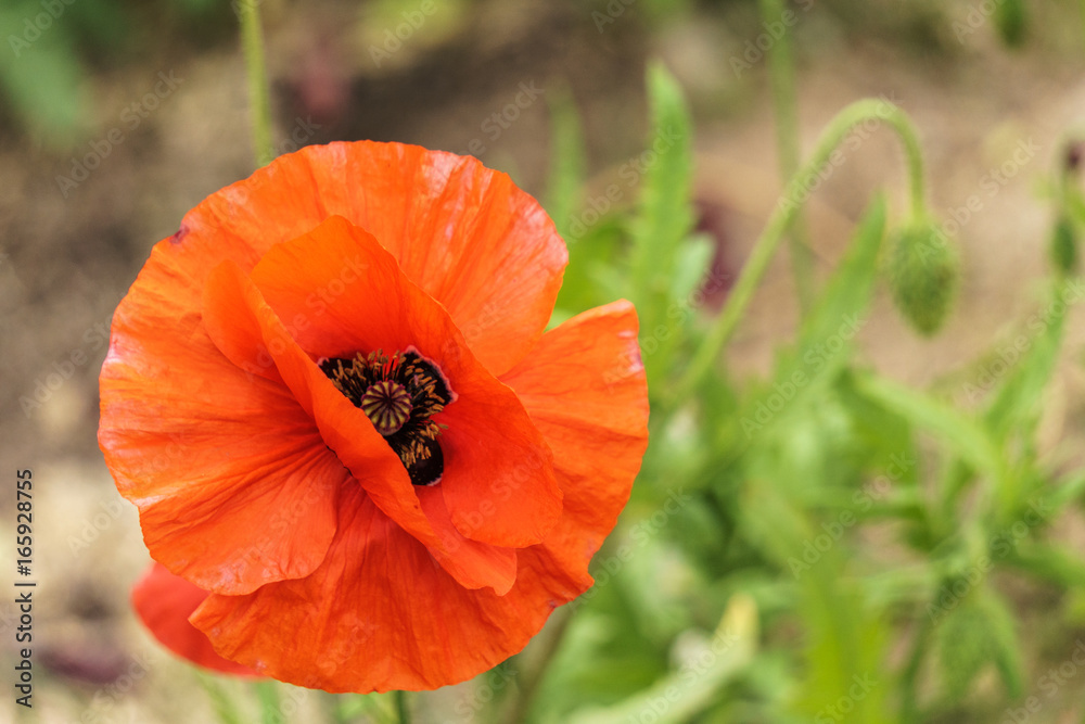 red poppies in the field sunny day red poppies in the field sunny day