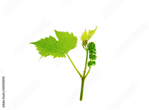 A sprig of grapes on a white background