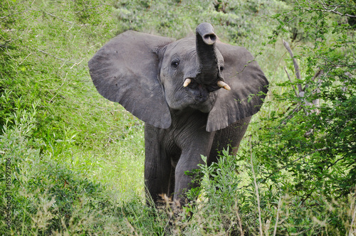 Trumpeting Baby Elephant II 