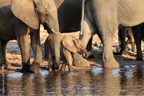 Photography The African bush elephant (Loxodonta africana) a herd of elephants with baby dri