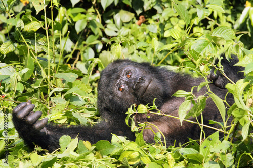 The mountain gorilla (Gorilla beringei beringei) sitting on the green bush © Karlos Lomsky
