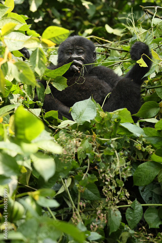 The mountain gorilla (Gorilla beringei beringei) sitting on the green bush photo