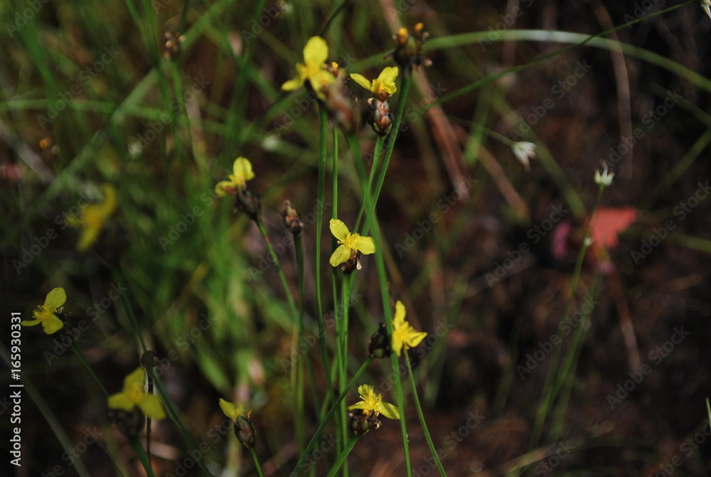 yellow flowers