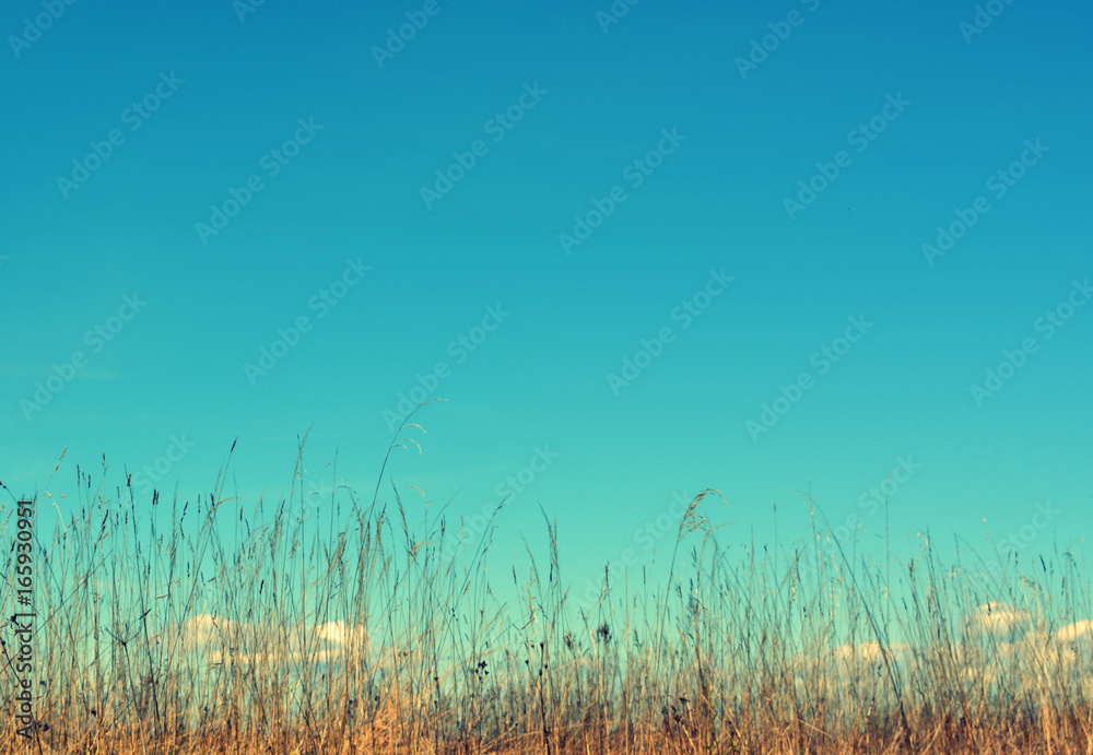 Beautiful natural floral landscape, background: blue sky over a field with high grass, nature, countryside
