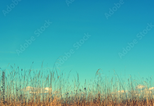 Beautiful natural floral landscape  background  blue sky over a field with high grass  nature  countryside