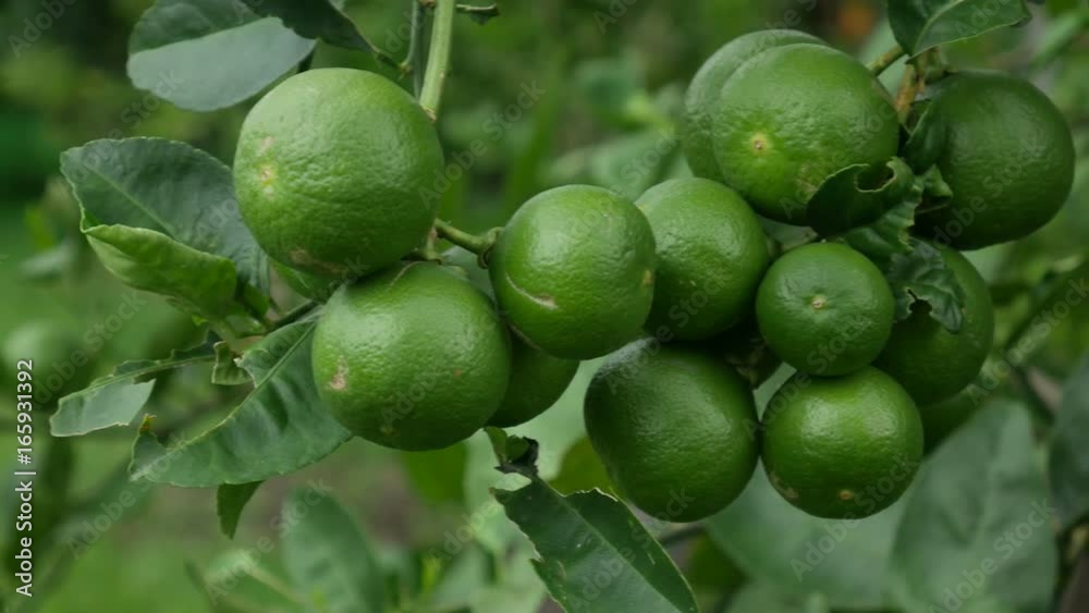 panning of fresh limes hanging on the tree in the garden panning of fresh limes hanging on the tree in the garden