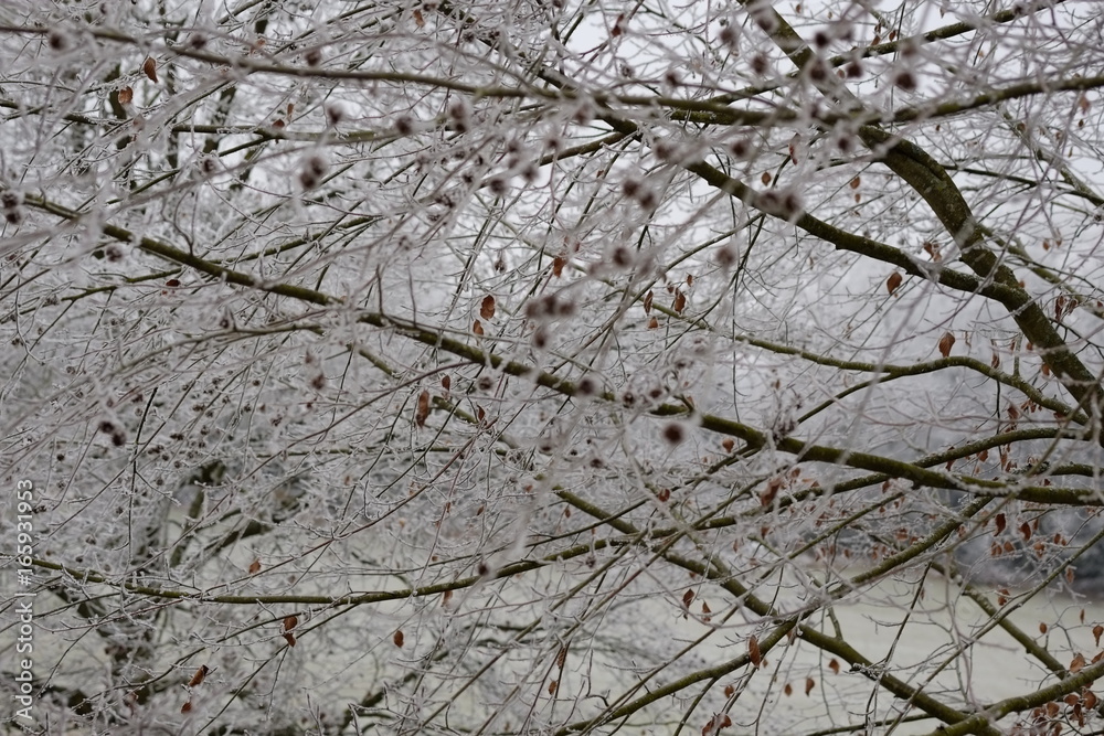arbres arbres