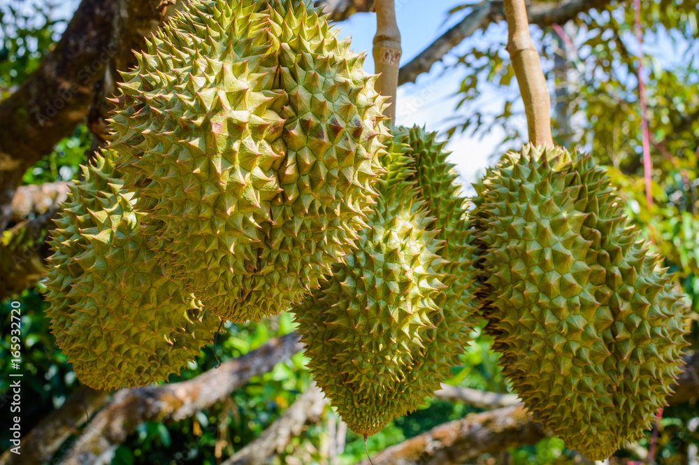 Whole durians fruit on the durian tree branch in the garden of Thailand