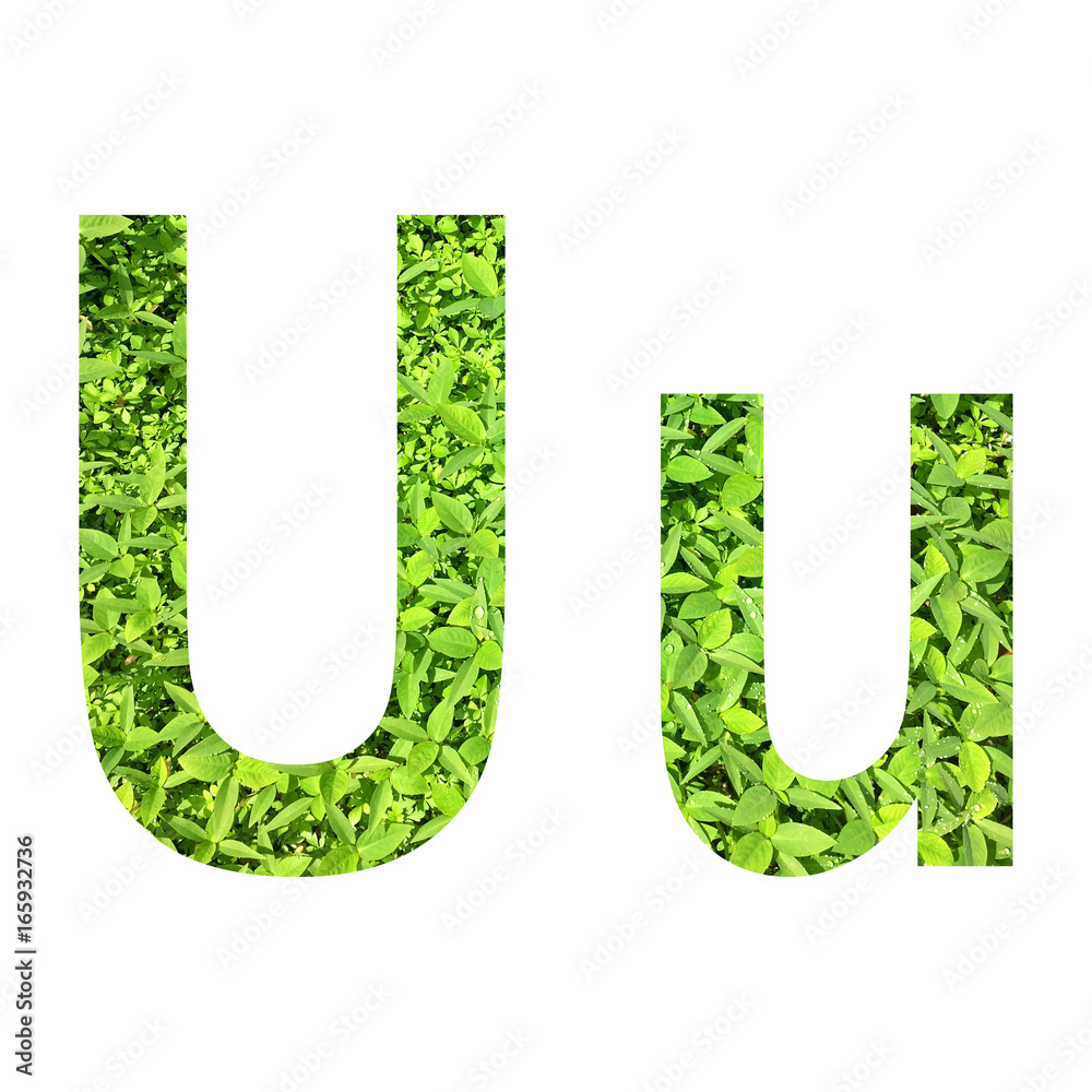 English Alphabet U U Made From Green Grass On White Background For Isolated With Clipping Path Capital Letter And Small Letter From Green Grass On White Background For Isolated Stock Photo Adobe English Alphabet U U Made From Green Grass On White Background For Isolated With Clipping Path Capital Letter And Small Letter From Green Grass On White Background For Isolated Stock Photo Adobe