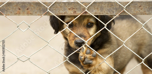 Banner of a cute dog puppy as giving paw. Adoption a shelter pet dog.