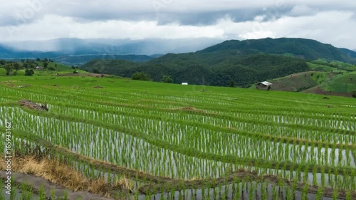 Wallpaper Mural green rice field on terrace in mountain valley. beautiful nature landscape in rainy season. timelapse Torontodigital.ca