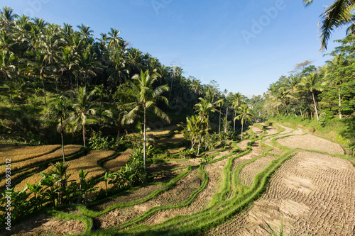 tegalalang rice terrace - Ubud