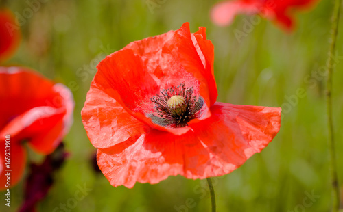 Flowers Red poppies blossom on wild field. Beautiful field red poppies with selective focus. Red poppies in soft light. Opium poppy. Natural drugs. Glade of red poppies. Lonely poppy. Soft focus blur.