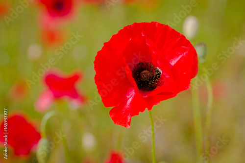 Flowers Red poppies blossom on wild field. Beautiful field red poppies with selective focus. Red poppies in soft light. Opium poppy. Natural drugs. Glade of red poppies. Lonely poppy. Soft focus blur.