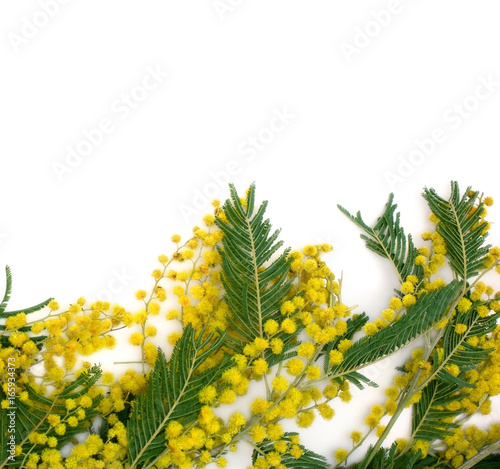 Background with branch of mimosa