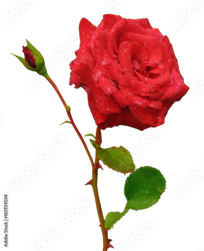 Red rose with bud isolated over white