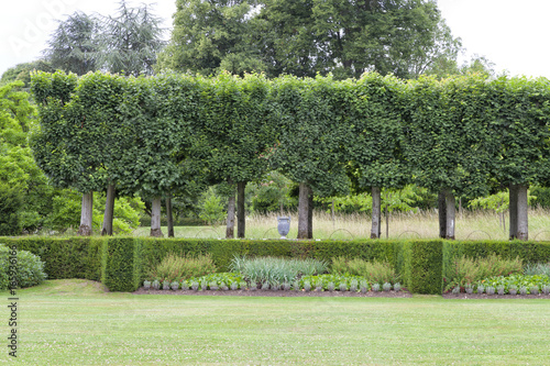Fototapeta Naklejka Na Ścianę i Meble -  Rows of trimmed trees in front of low green hedge, flowerbed and lawn, in a summer landscaped garden .