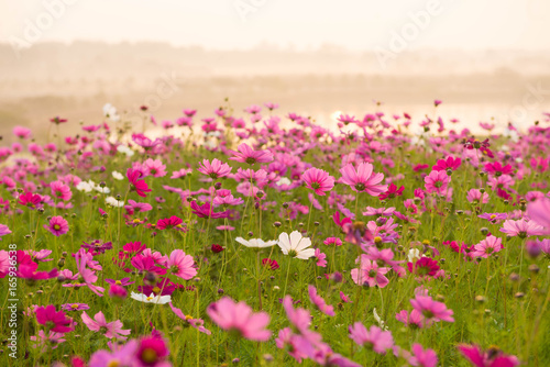 Cosmos flower field while sunrise.