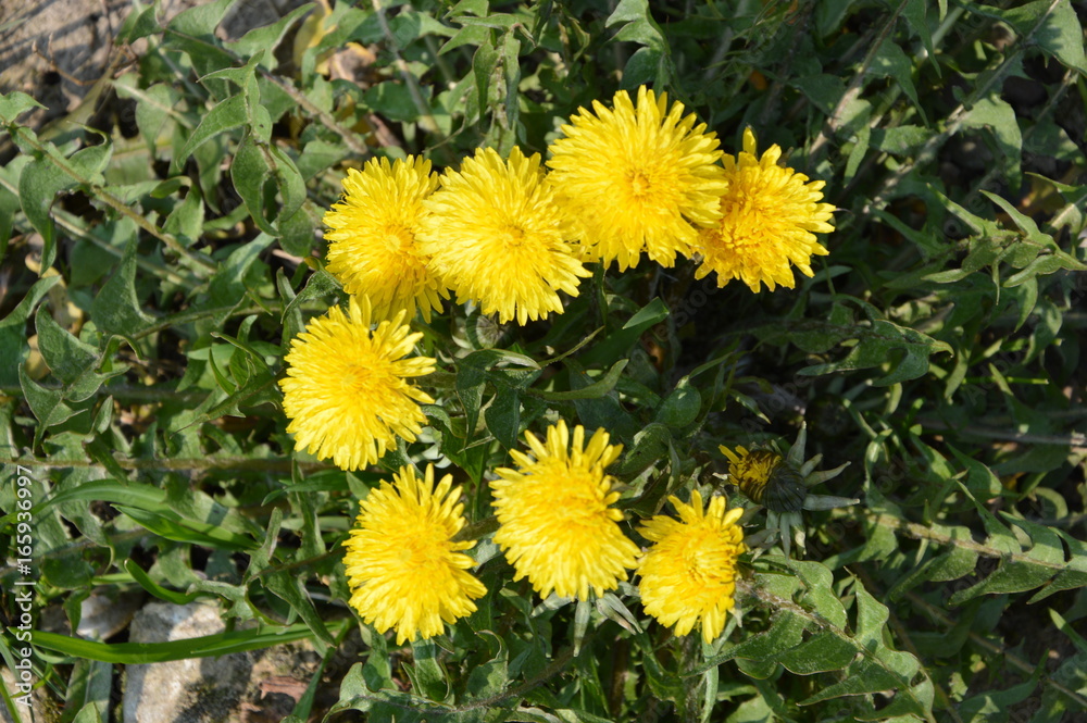 flower flower