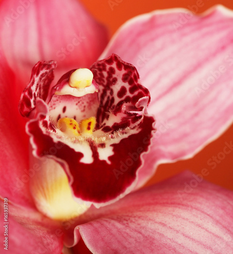 Pink orchid.