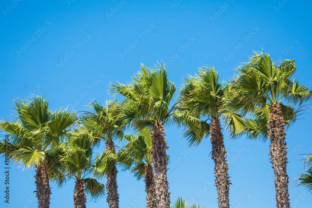 Obraz premium palms coconut at blue sky background