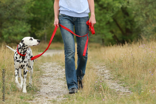 Mature woman is walking a dalmatian dog on a leash  in nature environment