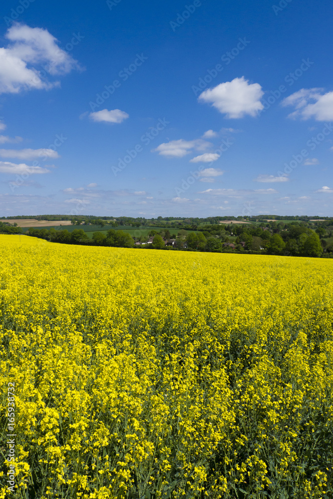 Rapeseed field ,Hampshire ,Landscape Rapeseed field ,Hampshire ,Landscape