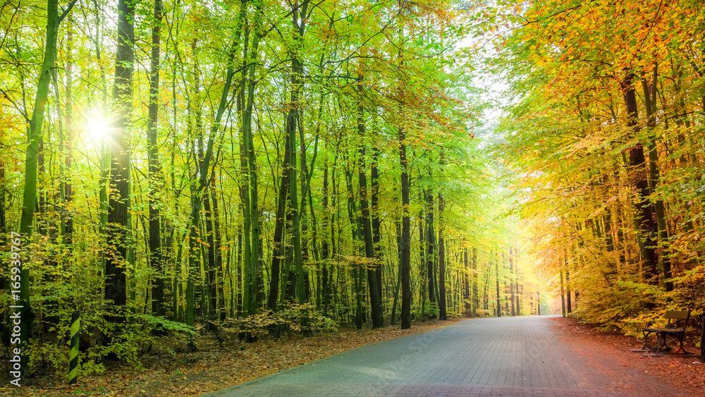 Fototapeta premium Piękna ścieżka w lesie w Polsce