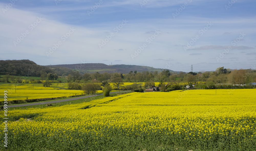 Rapeseed fields ,Sussex