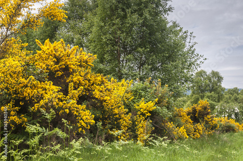 Masses of Gorse, Ulex europaeus, on the shores of Loch Ness in the Highlands of Scotland