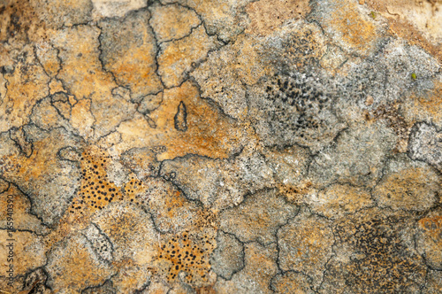 Lichen and Algae patterns on a rock in the Highlands of Scotland