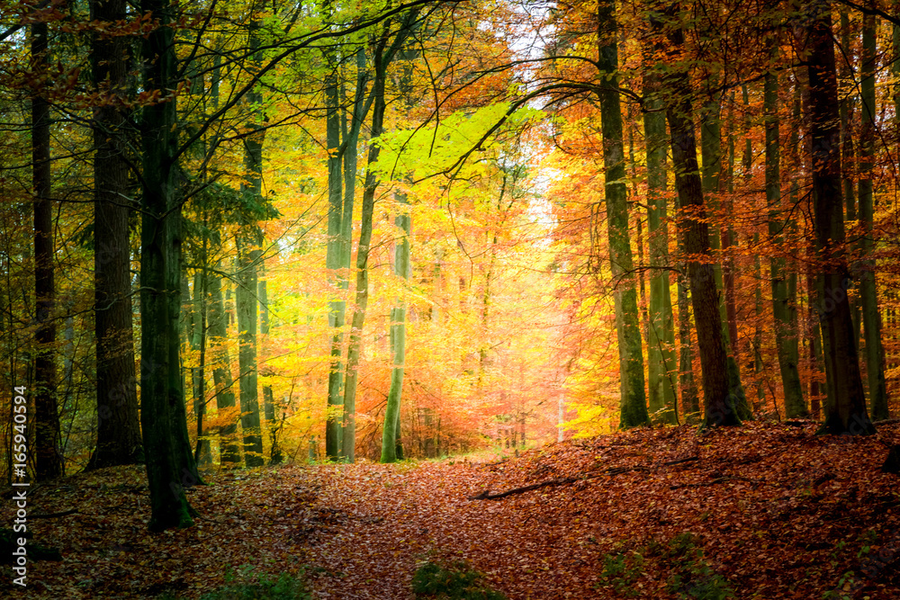 Plakat Cudowny las jesienią w Europie