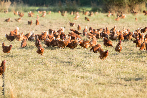 chicken farm