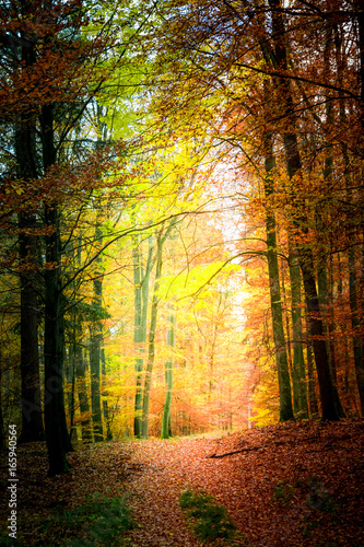 Wonderful autumn in the forest in Poland