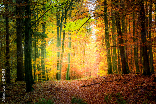 Wonderful forest in the autumn in Europe