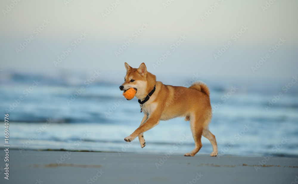 Shiba Inu dog running on ocean beach with orange ball