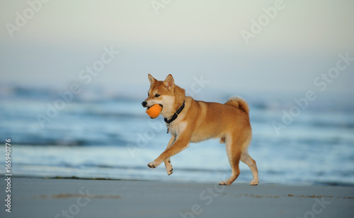 Shiba Inu dog running on ocean beach with orange ball