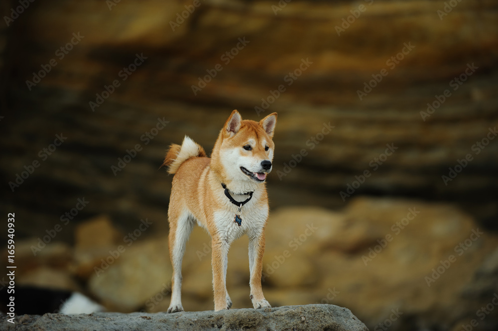 Shiba Inu dog standing on rock with bluffs in the background