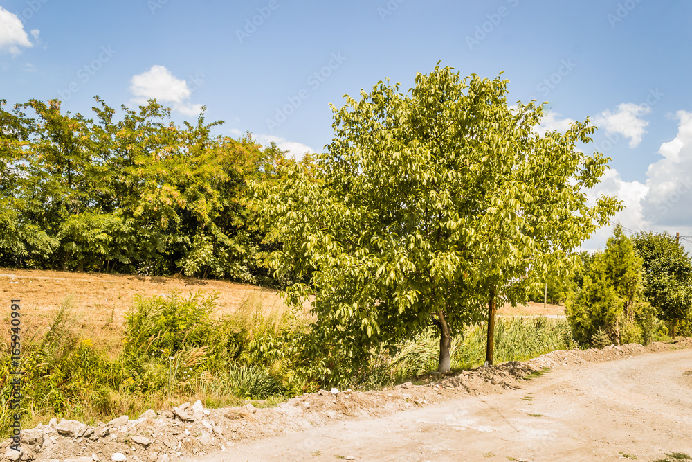 The tree next to the dirt road, 
