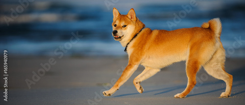 Photography Shiba Inu dog running on ocean beach