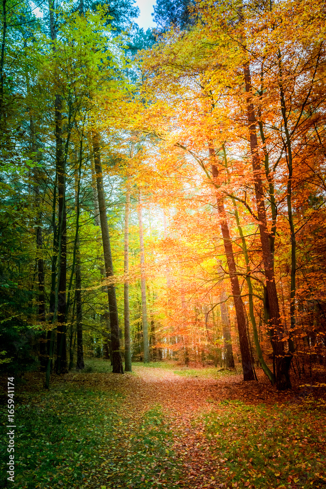 Sunny autumn in the forest in Europe Sunny autumn in the forest in Europe