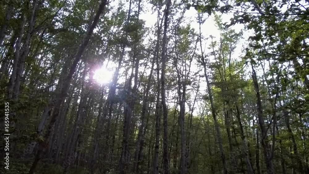 Tracking shot in a forest on a sunny day Tracking shot in a forest on a sunny day