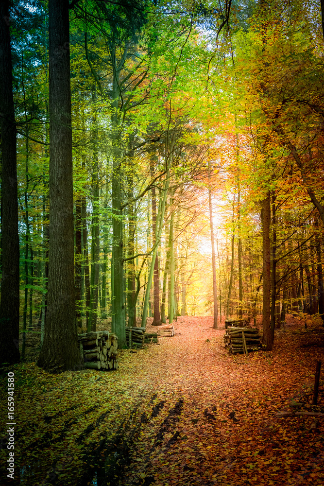 Fototapeta premium Breathtaking autumn in the forest in Europe