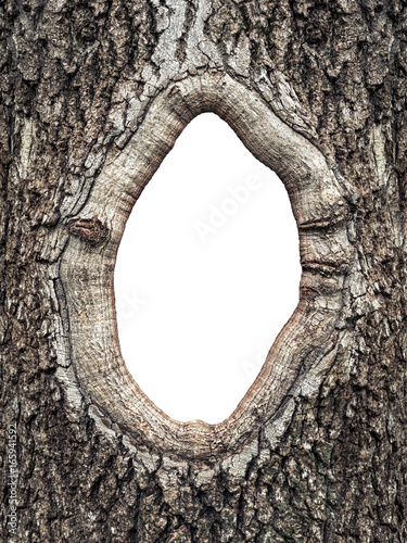 Frame  in the bark of a tree close up