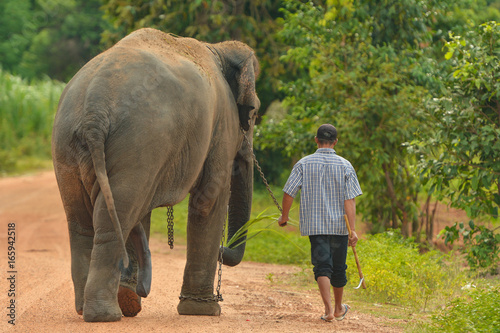 Elephant and Man hometown on the road ,Surin Thailand photo